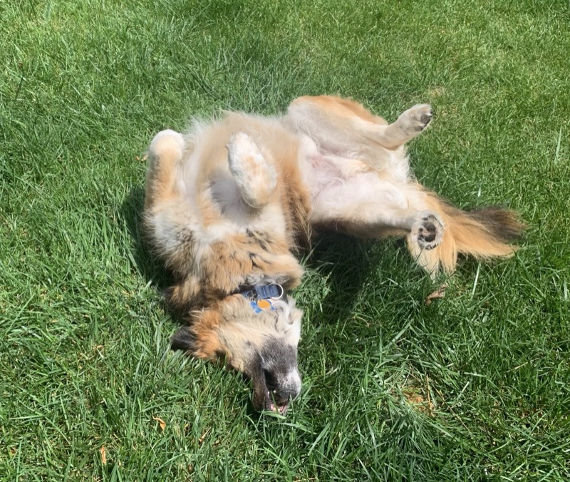 Moose enjoying off-leash time